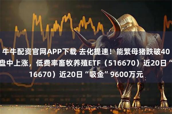 牛牛配资官网APP下载 去化提速！能繁母猪跌破4000万头，猪肉股盘中上涨，低费率畜牧养殖ETF（516670）近20日“吸金”9600万元